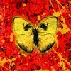 ED SHEERAN
